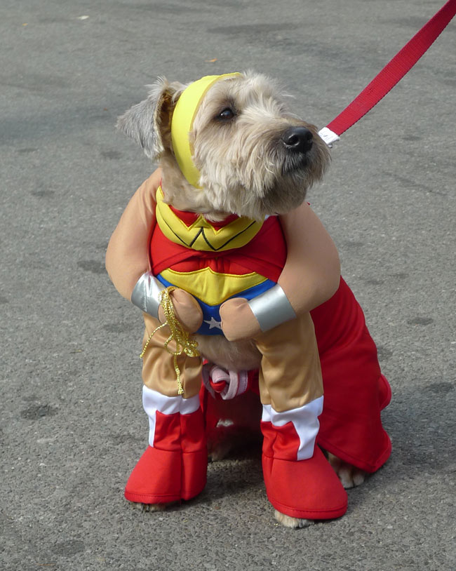 My Favourite Costumes At The Tompkins Square Park Halloween Dog Parade My Favourite Costumes At The Tompkins Square Park Halloween Dog Parade