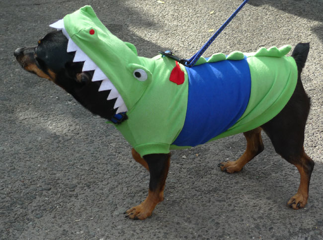 My Favourite Costumes At The Tompkins Square Park Halloween Dog Parade My Favourite Costumes At The Tompkins Square Park Halloween Dog Parade