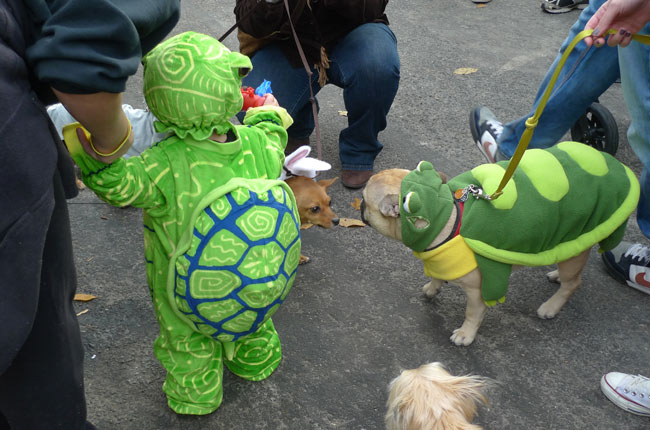 My Favourite Costumes At The Tompkins Square Park Halloween Dog Parade My Favourite Costumes At The Tompkins Square Park Halloween Dog Parade