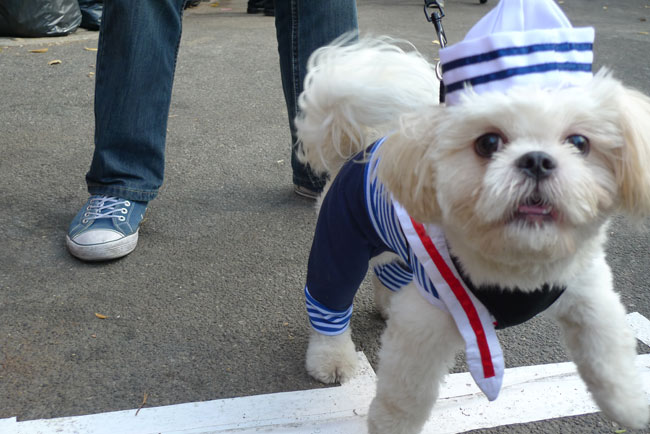 My Favourite Costumes At The Tompkins Square Park Halloween Dog Parade My Favourite Costumes At The Tompkins Square Park Halloween Dog Parade