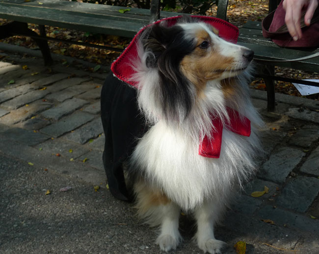 My Favourite Costumes At The Tompkins Square Park Halloween Dog Parade My Favourite Costumes At The Tompkins Square Park Halloween Dog Parade