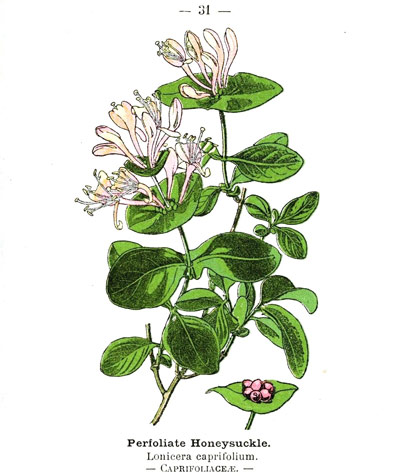 10 Plants To Attract Love, Joy And Prosperity 10 Plants To Attract Love, Joy And Prosperity