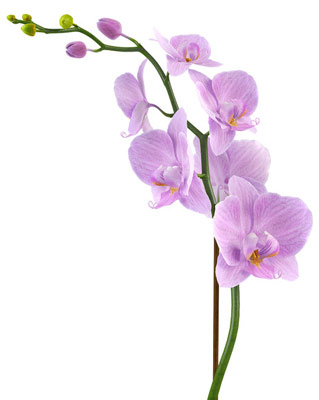 10 Plants To Attract Love, Joy And Prosperity 10 Plants To Attract Love, Joy And Prosperity